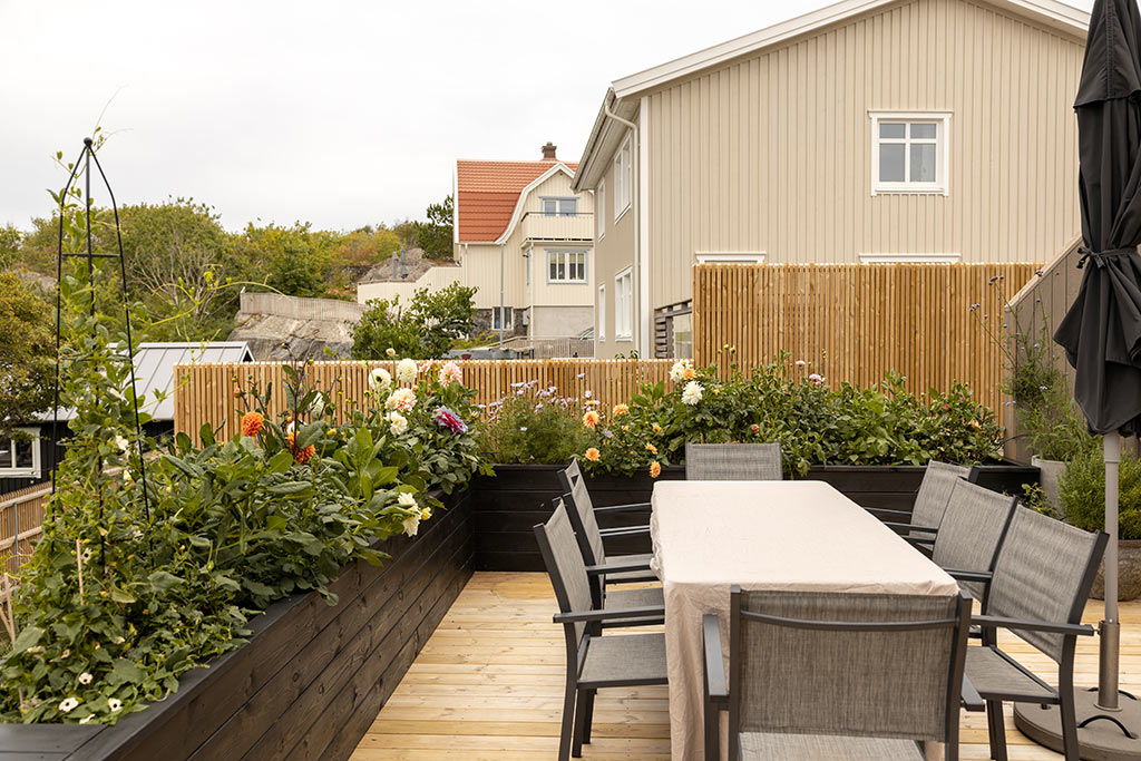 Altanen med utemöbler och blommande dahlior